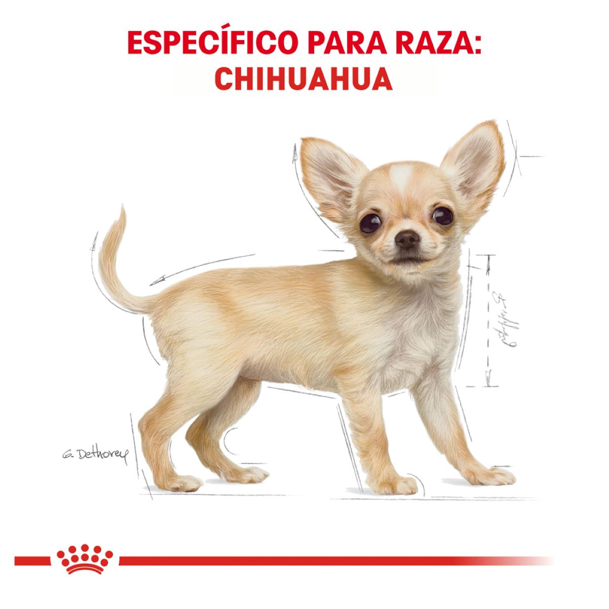 Royal Canin Chihuahua Puppy 1.1 Kg - Alimento para Cachorro Royal Canin Chihuahua Puppy 1.1 Kg - Alimento para Cachorro